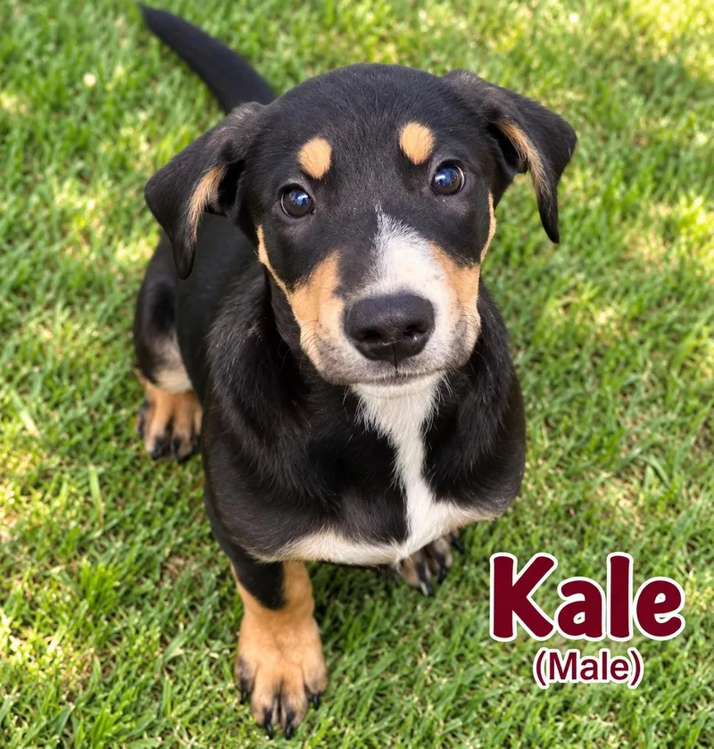 A young medium-sized male Hound dog named Kale for adoption in Nashville, TN