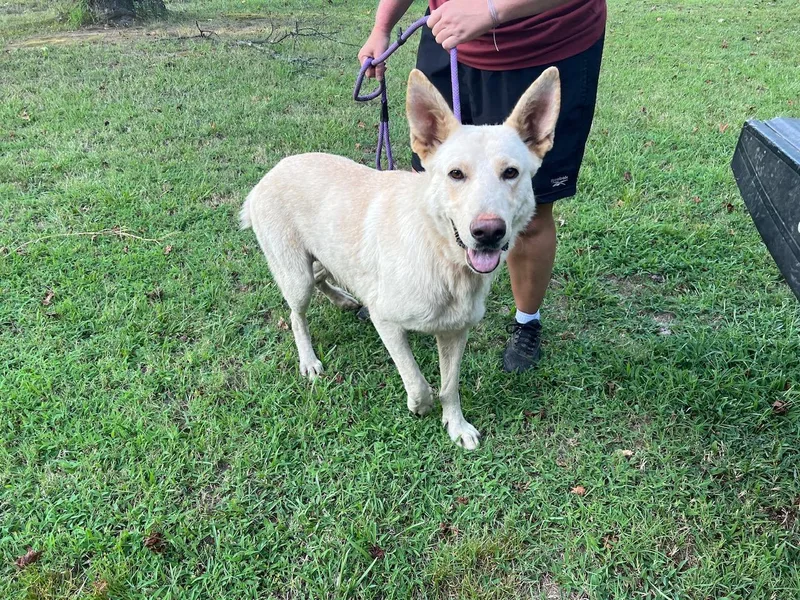 A young medium-sized male White German Shepherd dog named Thor for adoption in Zimmerman, MN