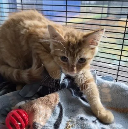 A baby small-sized male Domestic Medium Hair cat named Sunshine for adoption in Conway, SC