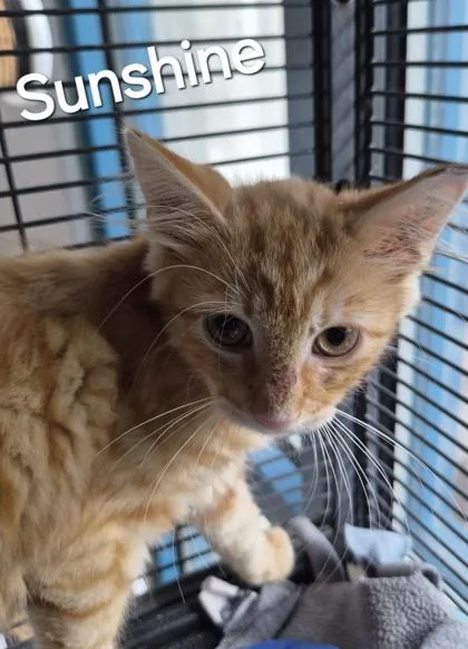 Sunshine thumbnail 3