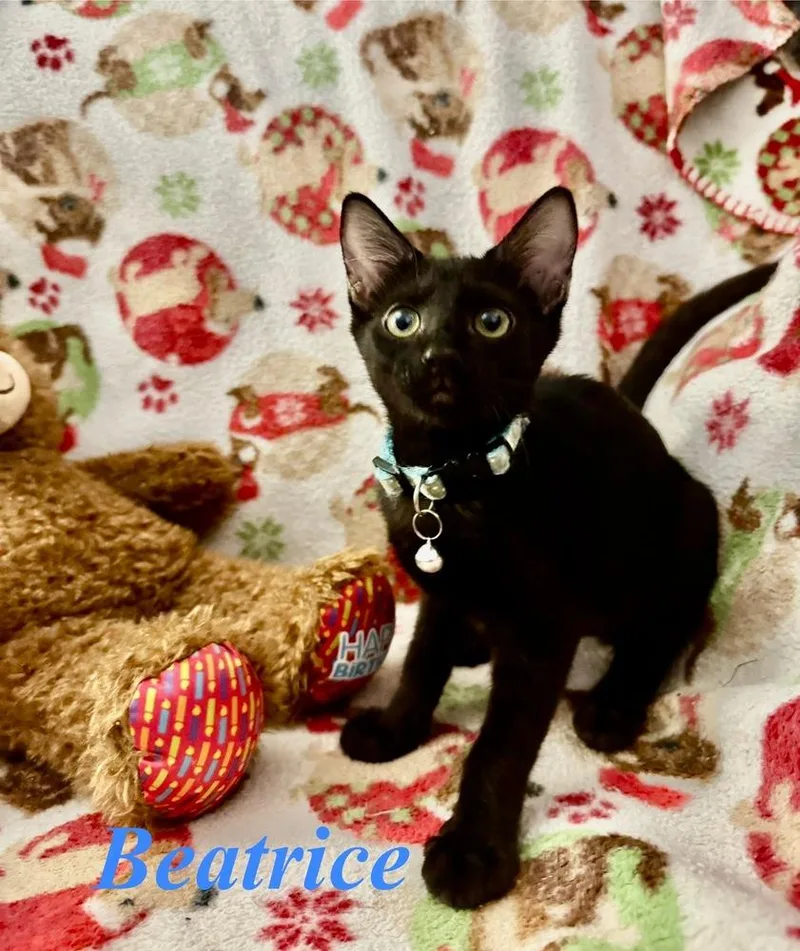 A baby small-sized female Black & White / Tuxedo Domestic Short Hair cat named Beatrice for adoption in Orlando, FL