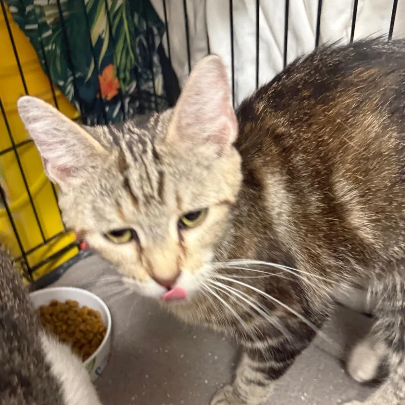 An adult small-sized female Domestic Short Hair cat named Patches for adoption in Normal, IL