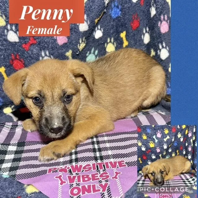Penny