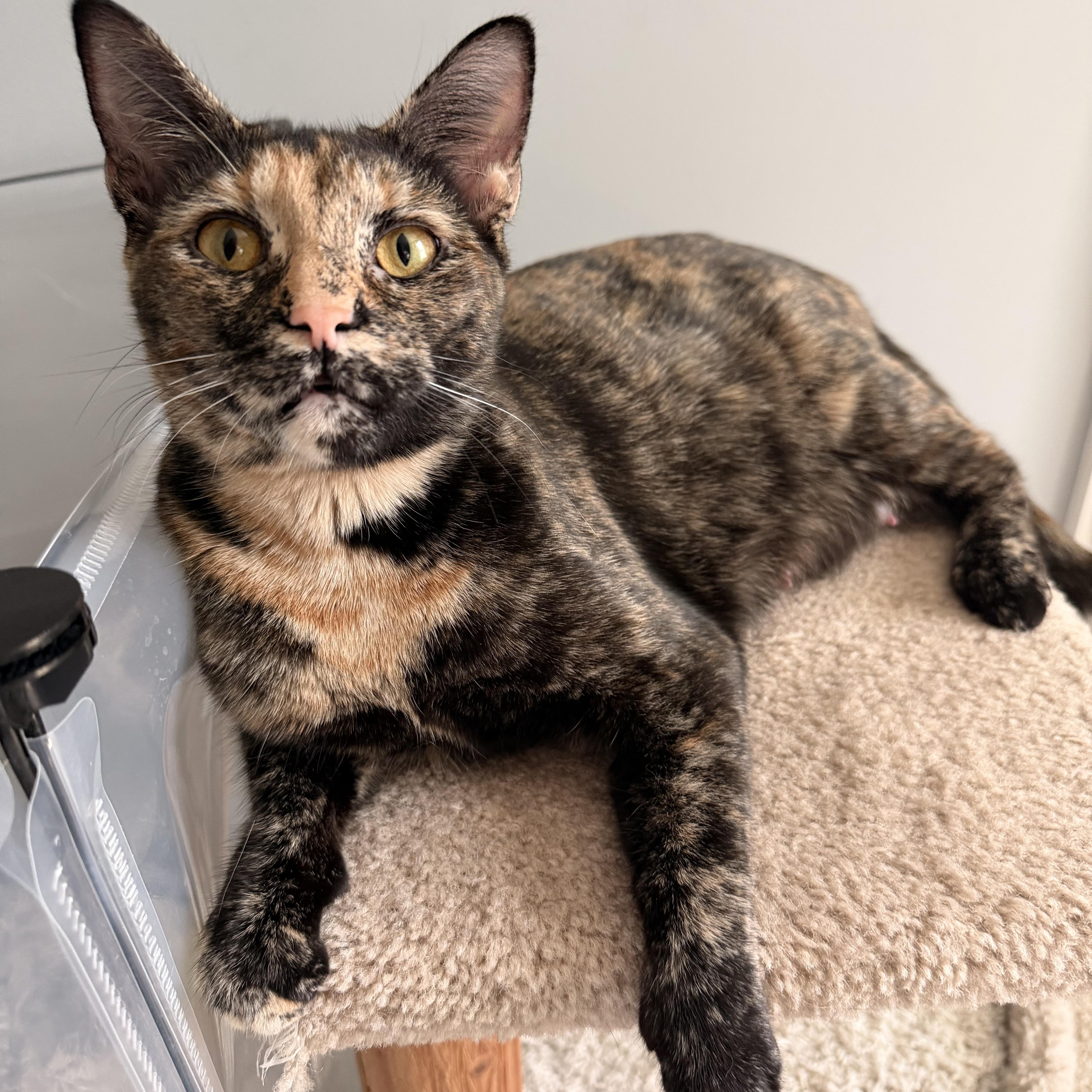 A young medium-sized female Tortoiseshell American Shorthair cat named Fern  Will Weather for adoption in Bristow, VA