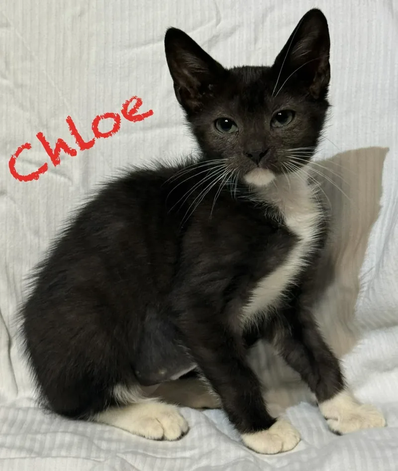 A baby medium-sized female Domestic Short Hair cat named Chloe for adoption in Pawleys Island, SC