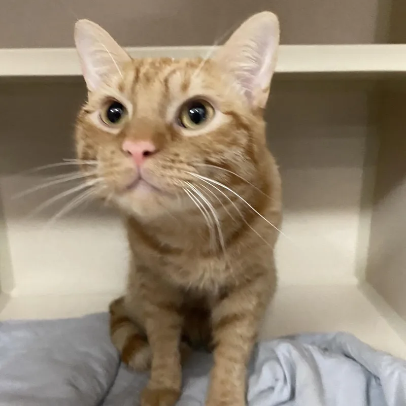A young medium-sized male Orange / Red Domestic Short Hair cat named Dali for adoption in Lakeland, FL
