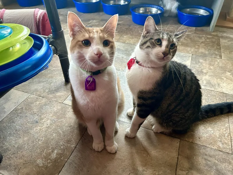 Rotary Rob thumbnail 2