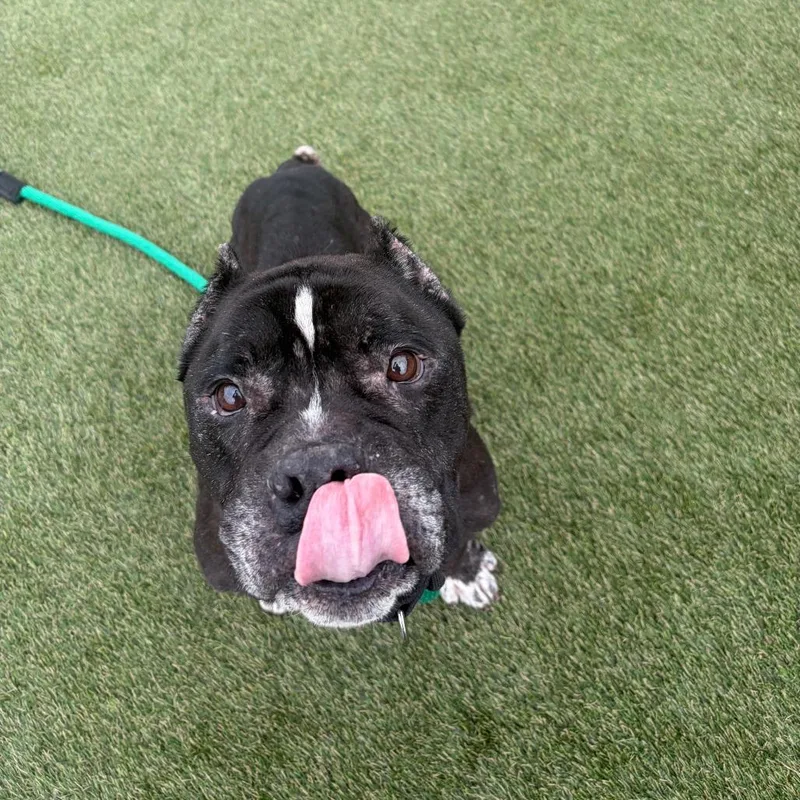 An adult medium-sized male American Bully dog named Ruckus for adoption in Newfoundland, NJ