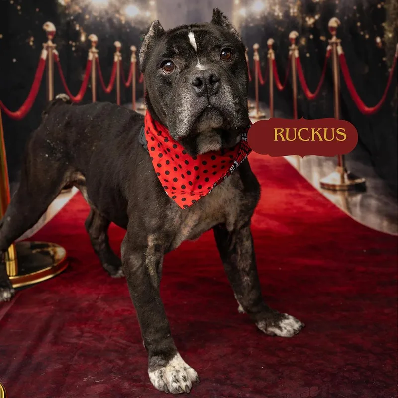 Ruckus thumbnail 3