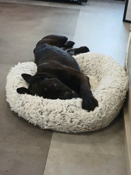 A young large-sized male Black Cane Corso dog named Pool House for adoption in Joliet, IL