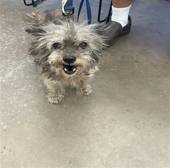 An adult small-sized female Mixed Breed dog named Chula for adoption in Dallas, TX