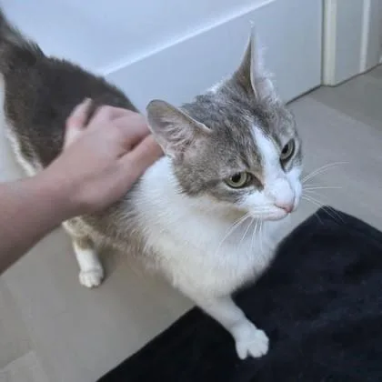 An adult medium-sized female Domestic Short Hair cat named Mj for adoption in Washington, DC