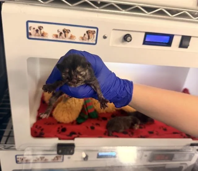 A baby small-sized female Domestic Short Hair cat named Tom for adoption in Dallas, TX