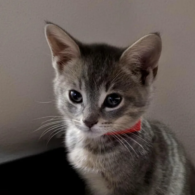 A baby small-sized female Gray / Blue / Silver Domestic Short Hair cat named Lemon Square for adoption in Santa Barbara, CA