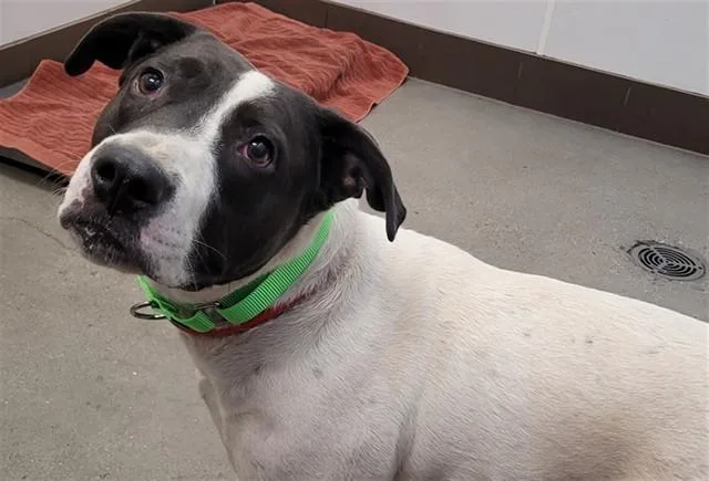A young large-sized female Pit Bull Terrier dog named A for adoption in Tucson, AZ