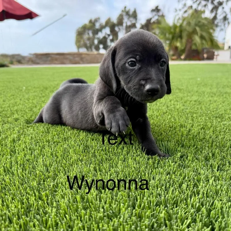 Wynonna