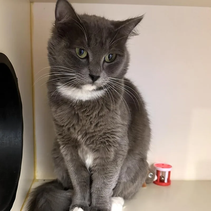 A young medium-sized female Gray / Blue / Silver Domestic Short Hair cat named Annie for adoption in Concord, NH