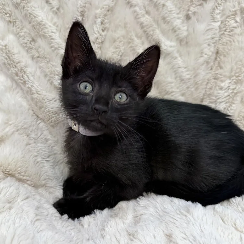 A baby small-sized female Black Domestic Short Hair cat named Graham for adoption in Hawthorne, CA