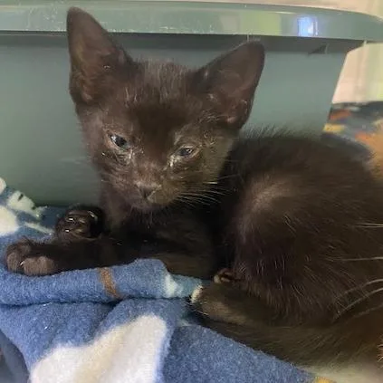 A baby small-sized male Black Domestic Short Hair cat named Plankton for adoption in Emporia, KS