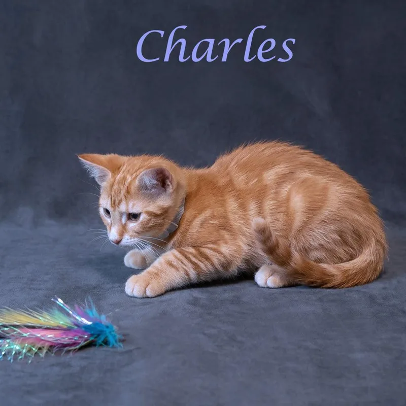 A baby small-sized male Orange / Red Domestic Short Hair cat named Charles C for adoption in Lebanon, TN