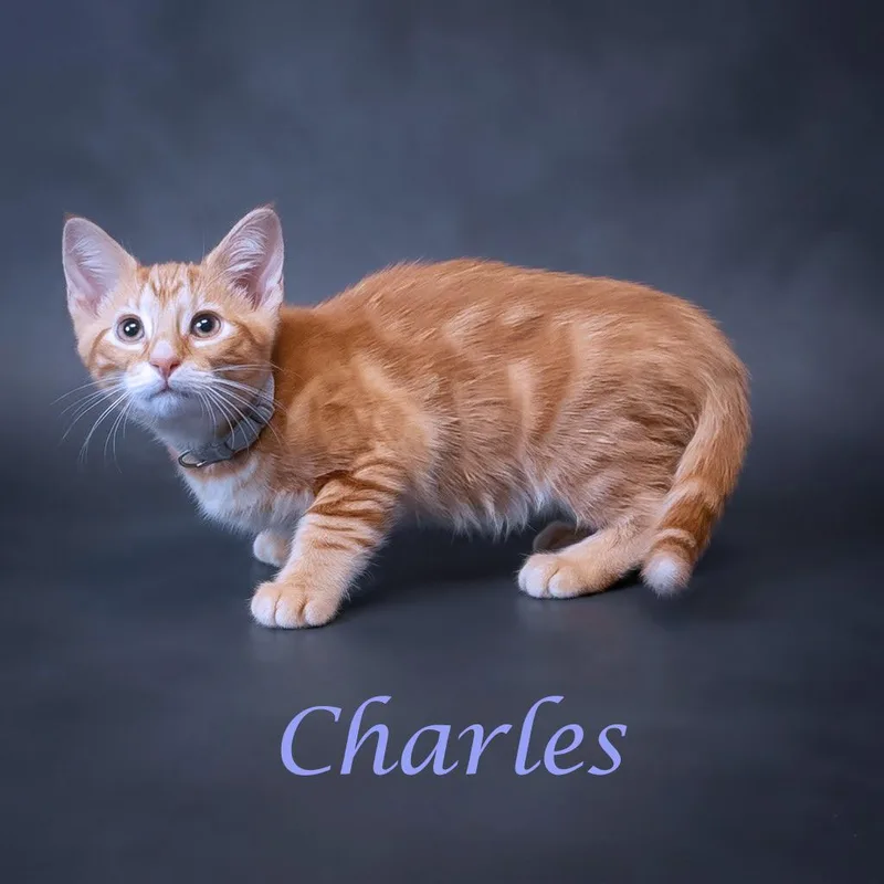 Charles C thumbnail 2