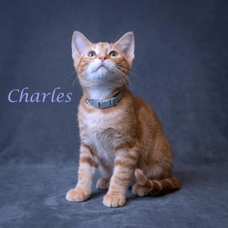 Charles C thumbnail 3