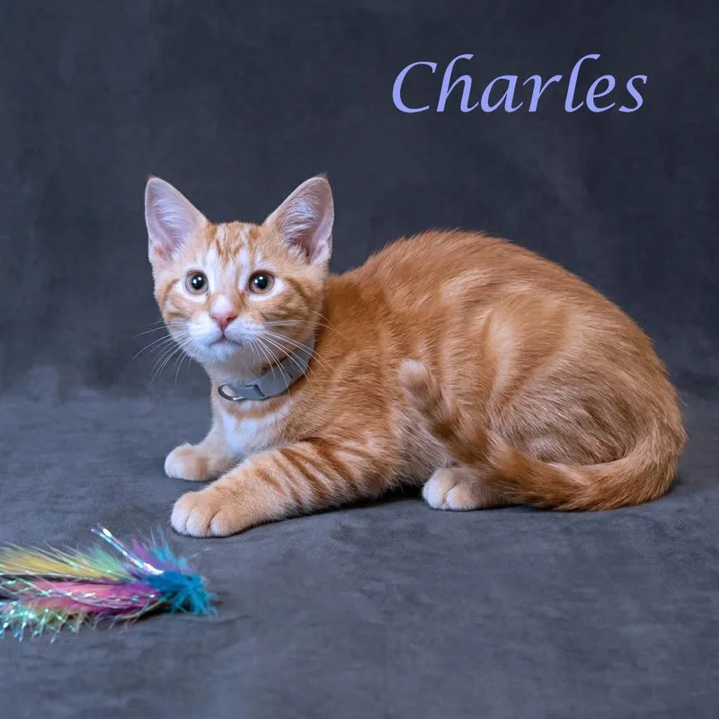 Charles C thumbnail 4