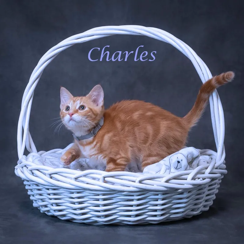 Charles C thumbnail 5