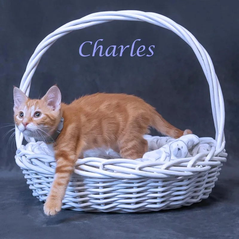 Charles C thumbnail 6