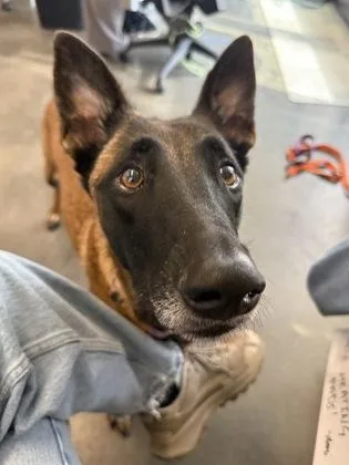 An adult large-sized female Belgian Shepherd / Malinois dog named Rogue for adoption in Atlanta, GA