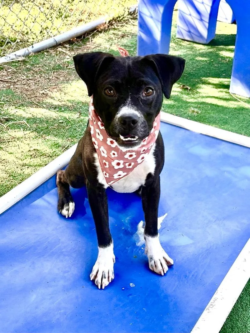 A young medium-sized female Terrier dog named Emmie for adoption in Spring Lake, NJ