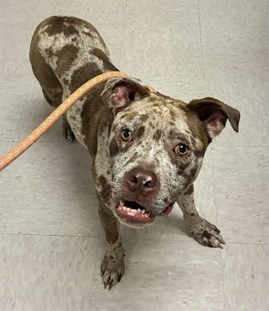 Coco