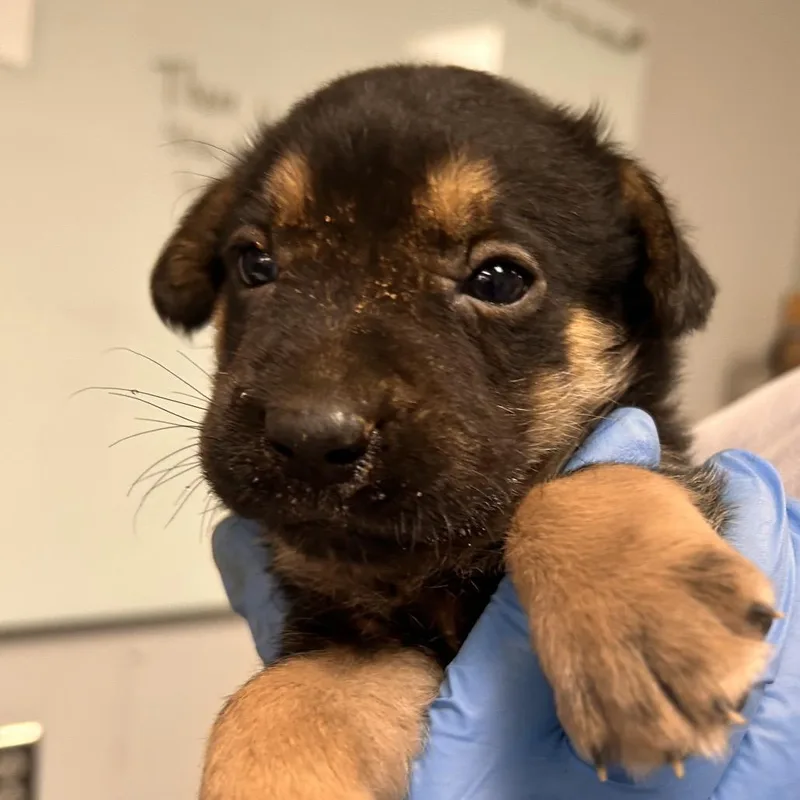 A baby small-sized female Mixed Breed dog named Pepsi for adoption in Greenville, SC