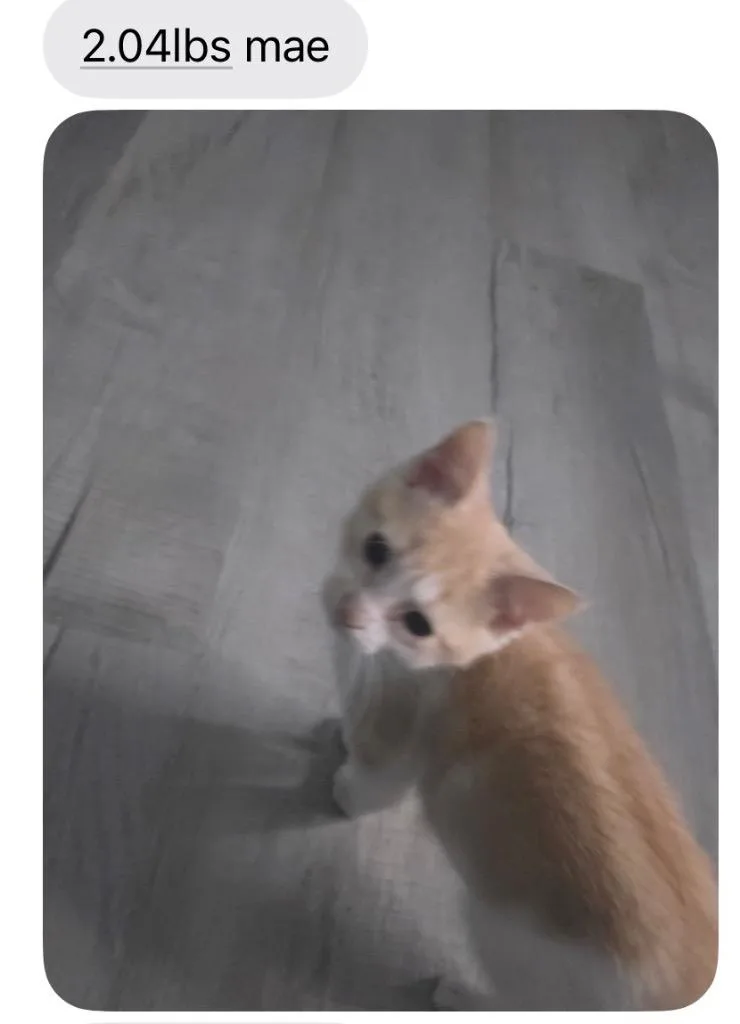 A baby medium-sized female Domestic Short Hair cat named Mae for adoption in Johnson City, TN