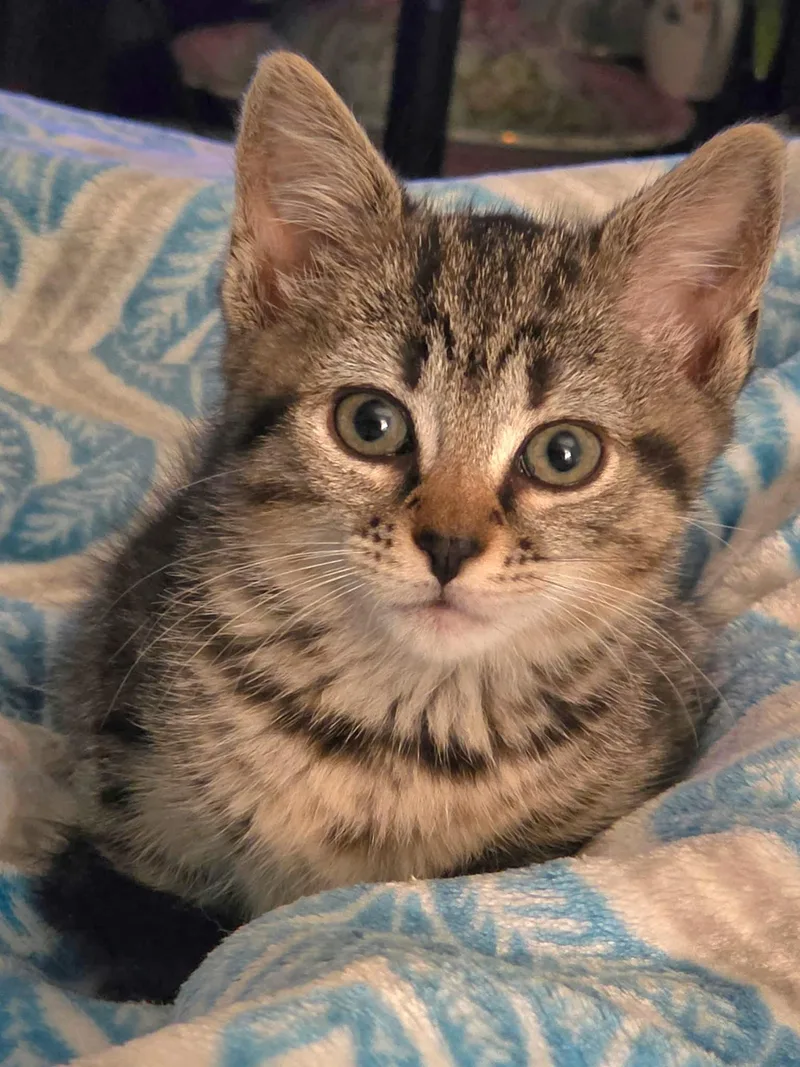Missy