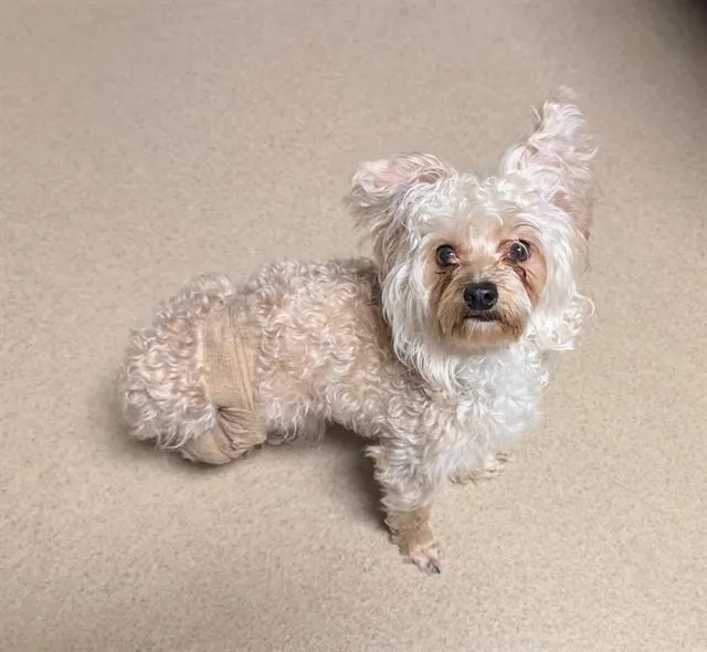 A young small-sized male Yorkie Poo dog named Chappy A for adoption in Plano, TX