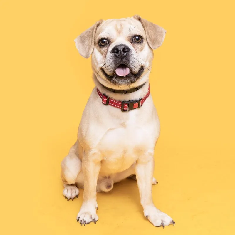 A young medium-sized male Yellow / Tan / Blond / Fawn Mixed Breed dog named Vinny for adoption in Franklin, TN