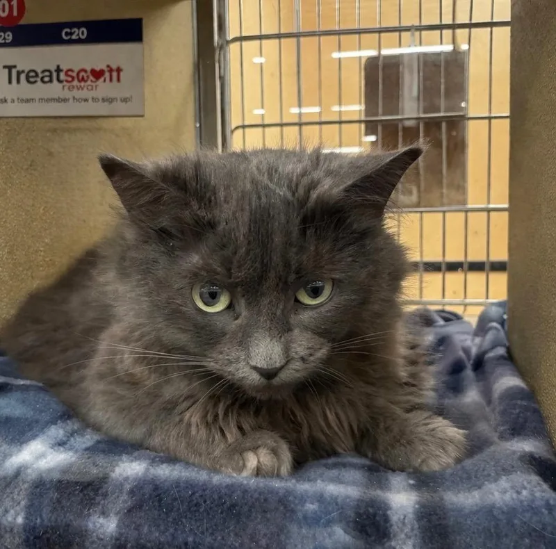 Corina Il thumbnail 2