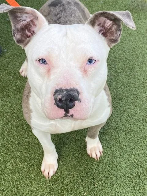 A young large-sized female Pit Bull Terrier dog named Darla for adoption in Fayetteville, NC