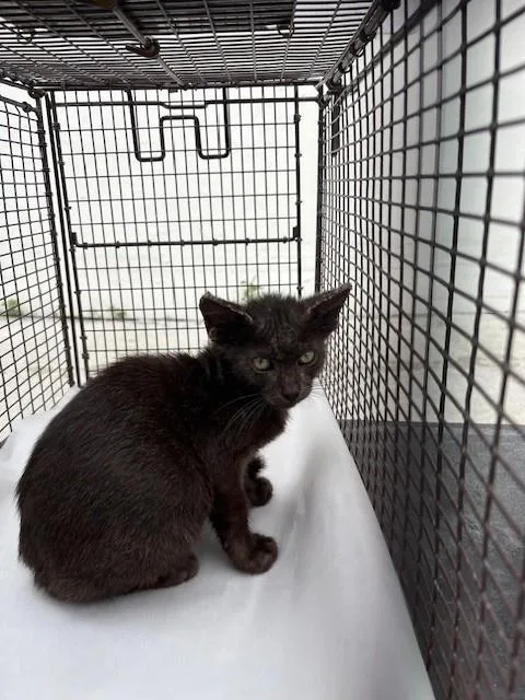 A baby small-sized male Domestic Short Hair cat named Manuelito for adoption in Miami, FL
