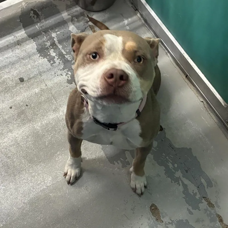 An adult medium-sized female Pit Bull Terrier dog named Penne for adoption in Bryan, TX