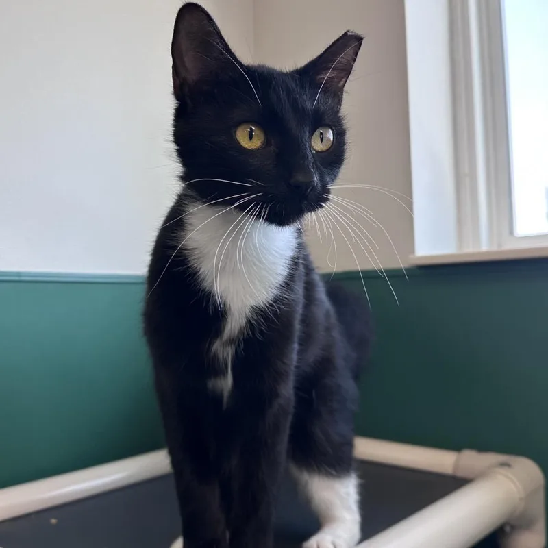 An adult small-sized female Black Domestic Short Hair cat named Luna for adoption in Mount Vernon, IN