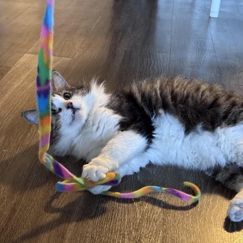 Michael Prakashbarton thumbnail 2