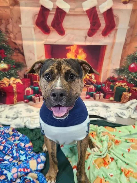 An adult large-sized male Pit Bull Terrier dog named Brad for adoption in Indianapolis, IN