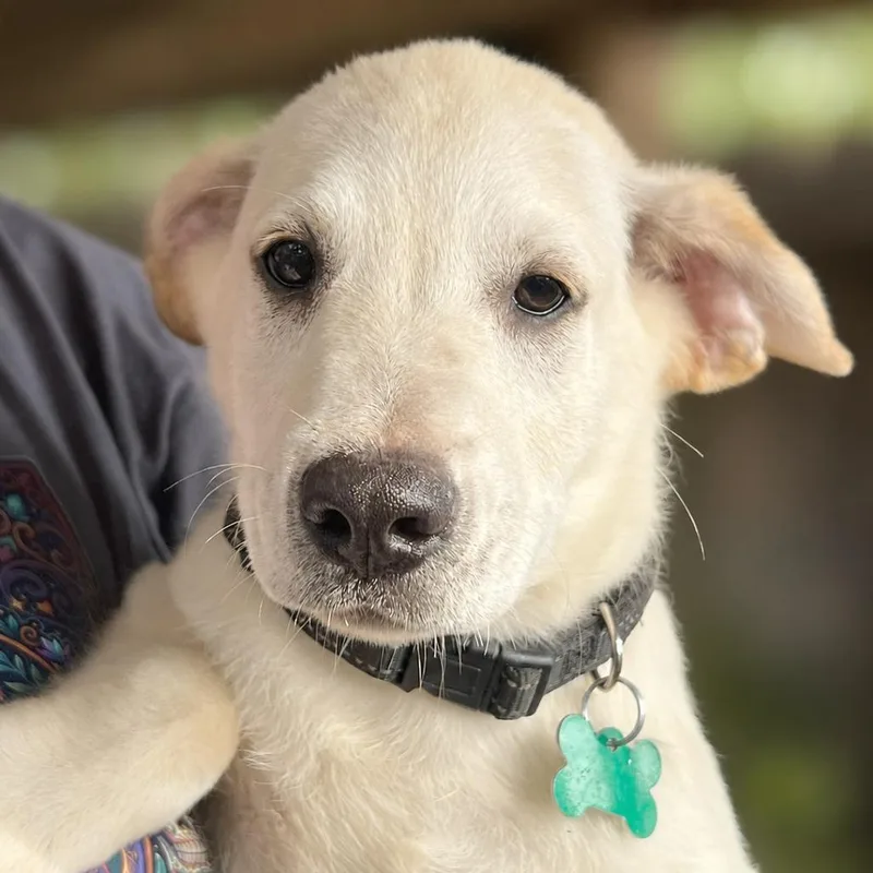 A baby small-sized male White / Cream Labrador Retriever dog named Delta for adoption in Boerne, TX