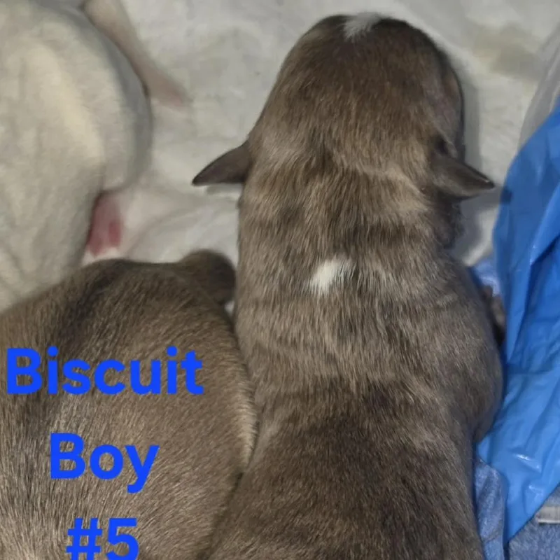 A baby medium-sized female Gray / Blue / Silver American Staffordshire Terrier dog named Minnie for adoption in West Richland, WA