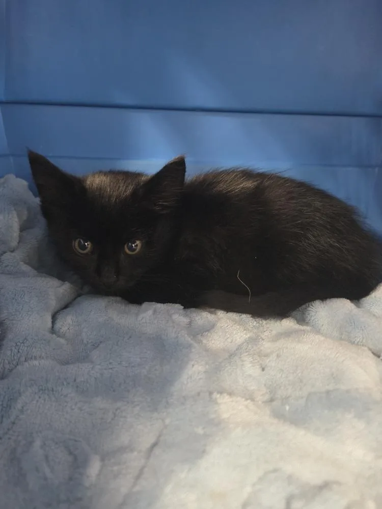 A baby small-sized female Black & White / Tuxedo Domestic Short Hair cat named Sac Center for adoption in Salmon, ID