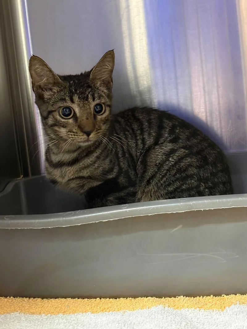 An adult medium-sized female Tabby (Brown / Chocolate) Domestic Short Hair cat named Betty for adoption in Burgaw, NC