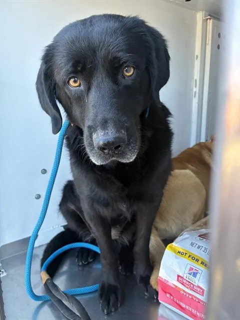 An adult medium-sized female Labrador Retriever dog named Shirley for adoption in Stockton, CA