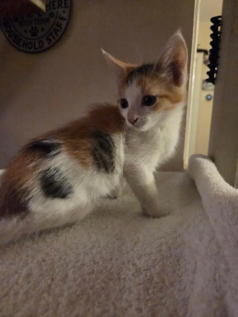 A baby medium-sized female Domestic Short Hair cat named Pacific for adoption in Parkville, MD